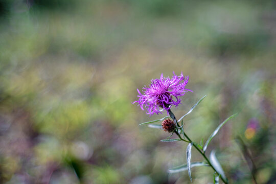 Centaurea Jacea (brown Knapweed Or Brownray Knapweed)