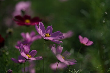 Fototapeta premium Light Pink Flower of Cosmos in Full Bloom 