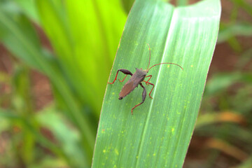 Stink bug on the green leaf, The brown corn stink bug is an insect in the blur background farm.