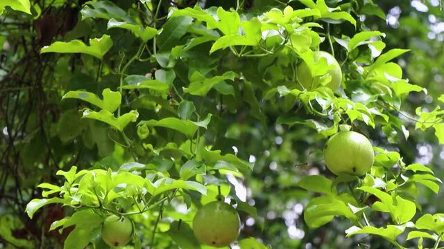 Passion fruit vine with fruits hanging on a small tree