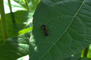Red hibiscus leaf and ant with green nature. Organic landscape outdoor in summer and blur background.