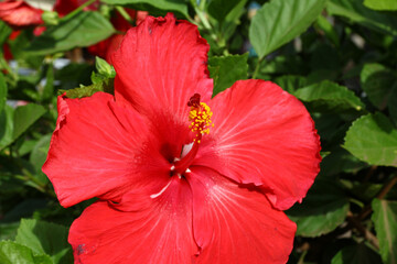Flowers in Hanga Roa on Easter Island, Chile