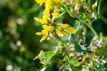 Ants on wildflowers, on a green background.