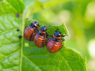 Colorado potato beetle larvae eat a potato leaf. Close-up. A vivid illustration on the theme of...