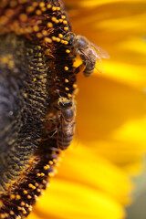 bee bees on flower collecting honey in summer season macro photography