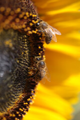 bee bees on flower collecting honey in summer season macro photography