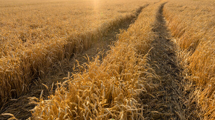 Early spring wheat field with a dirt road in the late sun.