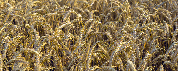 Banner wheat field with ears of golden wheat close up.