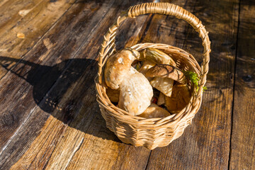 Basket with wild porcini mushrooms on a wooden table