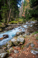 A stormy Mountain river flows in a coniferous forest. In front of the fallen trees and stones.