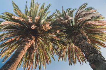 Fototapeta na wymiar Bottom view of two palm trees