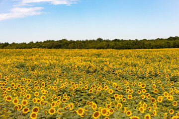 Fototapeta premium A field of sunflowers on a warm summer evening