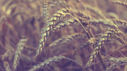 Wheat field background. Close up. Selective focus. Toned.