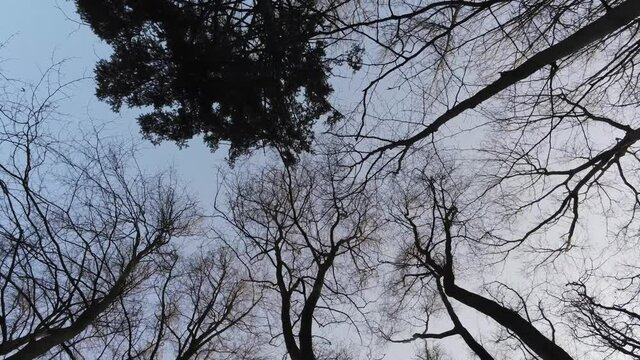Slowly descending through silhouetted bare branches of a frozen deciduous forest, aerial