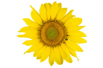 Sunflower head in high resolution isolated on white background.
