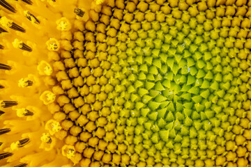 Sunflower head in high resolution and extreme closeup as a background.