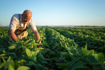 Senior hardworking farmer agronomist in soybean field checking crops before harvest. Organic food...