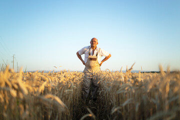 Portrait of senior farmer agronomist in wheat field checking crops before harvest. Successful...