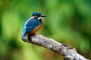 Common kingfisher fishing along the river banks