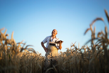 Portrait of senior farmer agronomist in wheat field checking crops before harvest and holding tablet computer. Successful organic food production and cultivation.