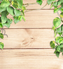 Vintage wooden board with liana branches and tropical leaves