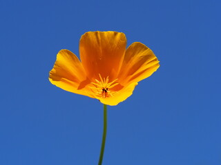 Naklejka premium Kalifornischer Mohn (Eschscholzia californica) als Einzelblüte mit schönem Hintergrund