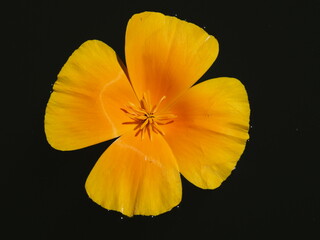 Fototapeta na wymiar Kalifornischer Mohn (Eschscholzia californica) als Einzelblüte mit schönem Hintergrund