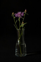 Centaurea jacea on a black background