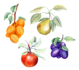 Set of fruits on a white background vintage watercolor illustration