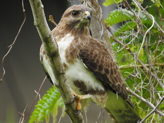Madagascar buzzard /Buteo brachypterus