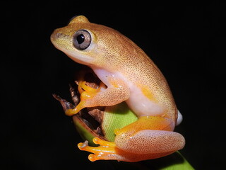 Boophis madagascariensis 