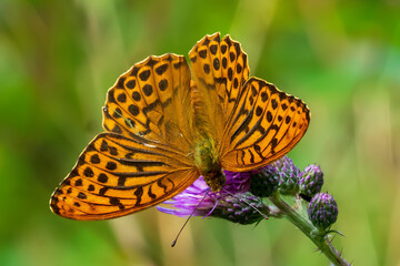 butterfly on yellow flower