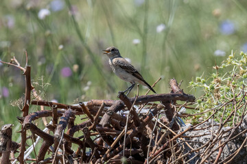Oenanthe oenanthe. Northern wheatear in natural habitat.