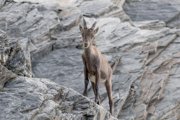 Alpine ibex on the rocks (Capra ibex)