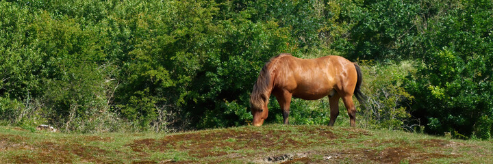 Foal of the Exmoor horse grazing on the pasture. A horse breed used for nature conservation management