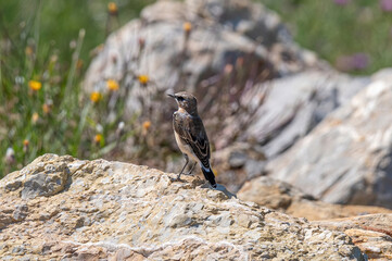 Close up of a Northern wheatear (Oenanthe oenanthe)
