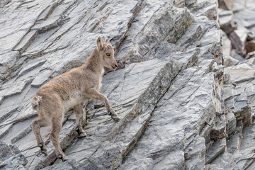 New life in the Alps mountains (Capra ibex)