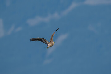 Black-crowned night heron (Nycticorax nycticorax) in flight