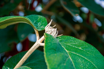 Kalina praska Viburnum x pragense piękne, duże, skórzaste liście krzewu oraz rozwijający się pąk kwiecia. Zdjęcie makro.