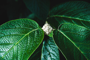 Kalina praska Viburnum x pragense piękne, duże, skórzaste liście krzewu oraz rozwijający się pąk kwiecia. Zdjęcie makro.