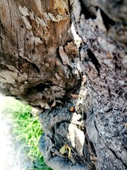 bark of a tree