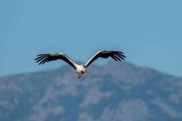 Fototapeta premium White stork flying over the lake in spring season (ciconia ciconia)