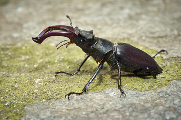 Cervo volante - Lucanus cervus - European stag beetle