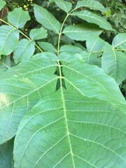green leaves background