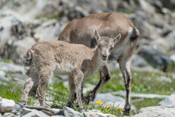 Naklejka premium Alpine ibex family at grazing (Capra ibex)