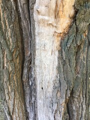 bark of a tree