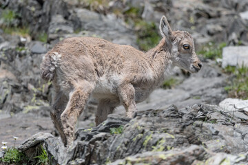 Naklejka na ściany i meble Amazing portrait of a new born, the young Alpine ibex (Capra ibex)