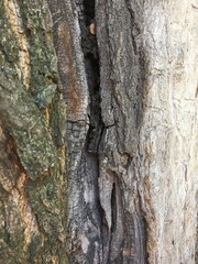 bark of a tree