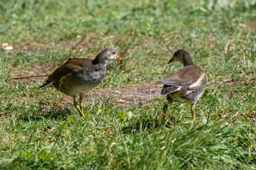 Eurasian common moorhen (Gallinula chloropus) also known as marsh hen