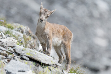 Naklejka na ściany i meble New born in the Alps mountains, portrait of Alpine ibex (Capra ibex)